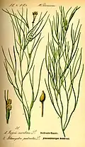 Ruppia maritima grows in closed channels with deeper and salt water.