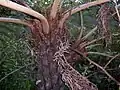 Detail of trunk and insertion of fronds. New growth is covered in red-brown scales. This serves to distinguish the species from the alien, non-indigenous Sphaeropteris cooperi (syn. Cyathea cooperi), which has red and white scales on its new growth.