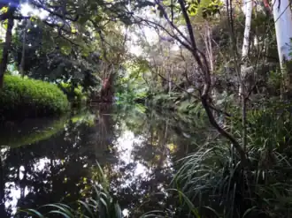 Worongary Creek