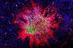 Neuronal stem cells developing in culture.