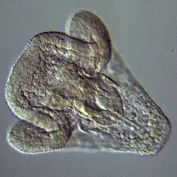 P. lividus at an early embryonic stage.[3]