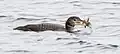 Juvenile common loon with crayfish