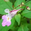 Long spur of the flower