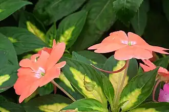 Orange flower