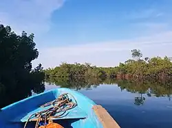 Mangroves near Toubacouta