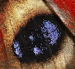 A zoomed in view of the wing scales on a Aglais io, or peacock butterfly.