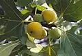 Sweet figs