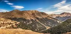 Fir forest at high altitude, Independence Pass, Colorado