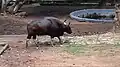 Indian Bison (Gaur) in Thiruvananthapuram zoo