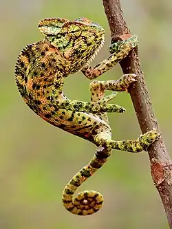 Lateral view