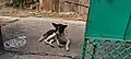 Indian Pariah Dog