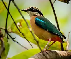 Indian Pitta, in Kadigarh National Park
