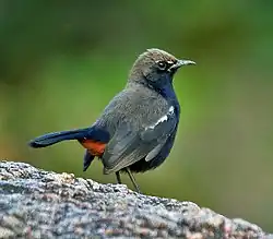 Male from Andhra Pradesh, showing features of intermedius