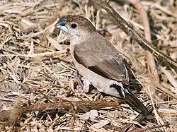 Foraging on the ground (India)