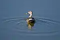 In Agrahara Lake Bangalore