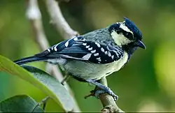 Indian Black Lored Tit spotted in Chinnakanal