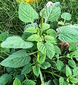 Leaves and flower