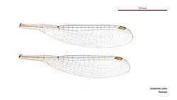 Female wings