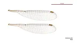 Male wings