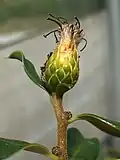 Young infructescence, showing withered, brown florets