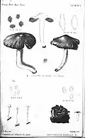 Inocybe proximella