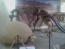 Skeleton of Cuvieronius on display in Bolivia, with a glyptodont in the foreground