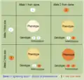 Punnett square: intermediate inheritance
