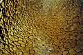 Tholos