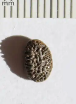 Iodes tree seed, Icacinaceae, London Clay