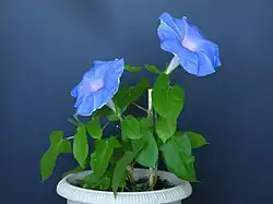 Habitus of flowering Japanese morning glory as a house plant