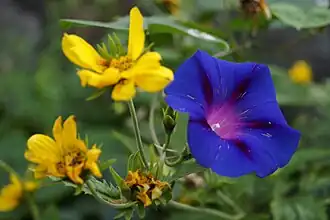 Japanese morning glory