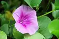 Ipomoea pes-caprae in China