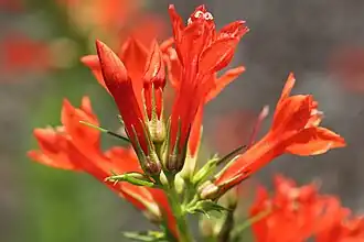Ipomopsis rubra