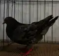 Iranian Highflyer Almond