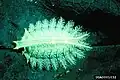 Larva