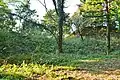 Ishiumadani Kofun