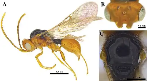 Ismarus notaulicus