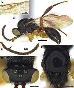 Ismarus steineri