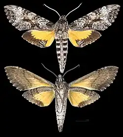 Isognathus rimosa