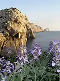 Isola Piana&nbsp;[it] ("Flat Island") (Alghero)