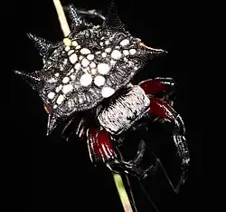I. cicatrosa