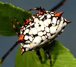 I. mossamedensis