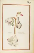 Iucca occidentalis, 1624. Recueil de fleurs et d'insectes dessinés et peints sur vélin