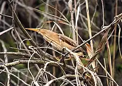 Little bittern, Barcelona
