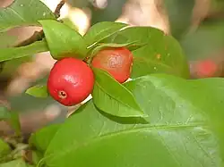 Ripe fruit