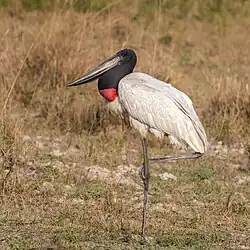 In the Pantanal, Brazil