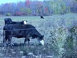 A Jackson Township pasture