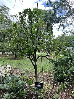 Jacquinia arborea