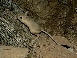 Brown jerboa