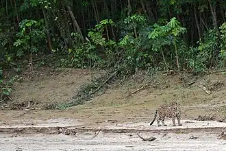 A Peruvian jaguar near the river. This population of the jaguar had been considered as a subspecies.[1]